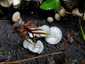 Cifra kígyógomba (Mycena inclinata), Budai-hegység